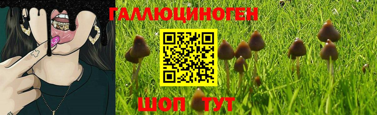 Псилоцибиновые грибы Psilocybine cubensis Москва